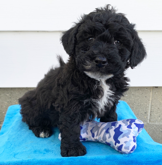 comprar cachorros sanos, baratos y asequibles para la venta